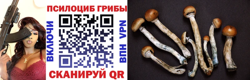 Купить  Струнино  Псилоцибиновые грибы Cubensis 